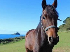 Wembury Bay Riding School