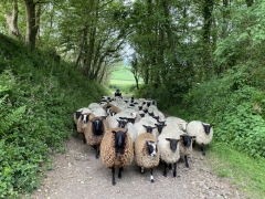 Sheep farm stay Devon