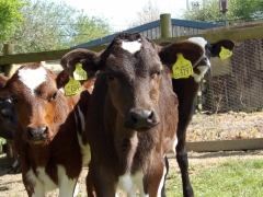 calves in the sun