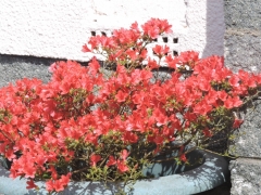 Azalea