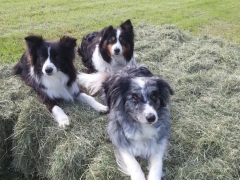 Haymaking