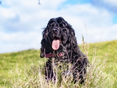 Ebony in the field