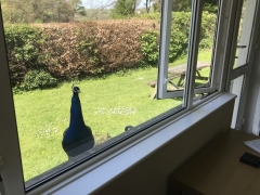 Visitor to Fuschia Lounge Window