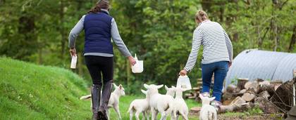 Working Farm Holiday Devon