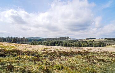 Wonderful Woodland Walks