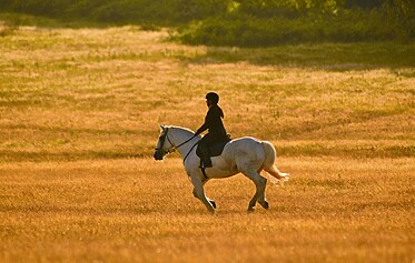 Saddle Up for Adventure!