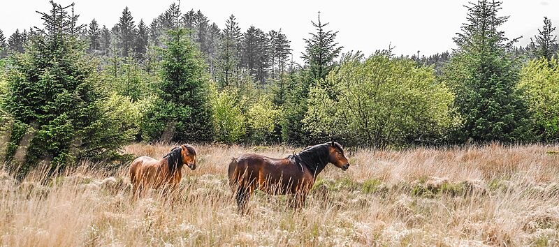 Wonderful Woodland Walks