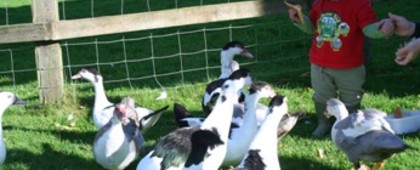 Working Farm Holidays in Devon