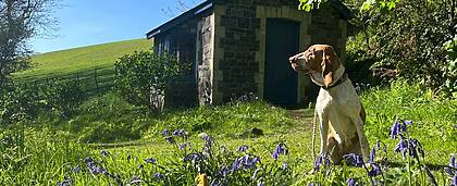 Devon’s Best Gardens