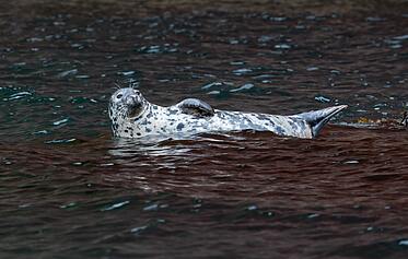 Devon Wildlife in Late Summer