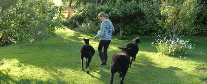 Working Farm Holidays in Devon