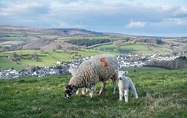 Signs of Spring in Devon
