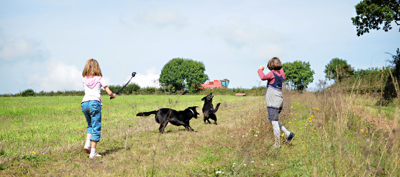 Pet Friendly Cottages Devon