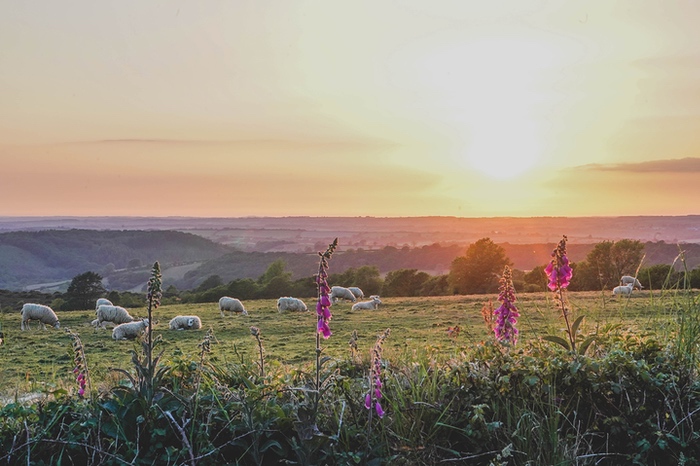 Fields with sunset