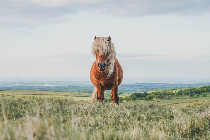 Pony in a field