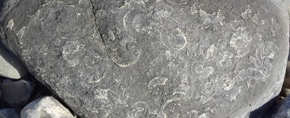 Lyme Regis Fossil Walks