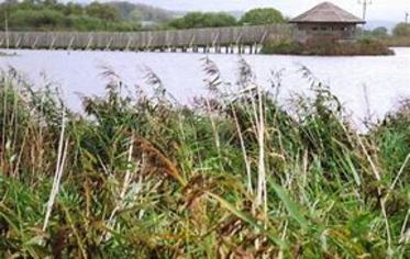 Seaton Wetlands