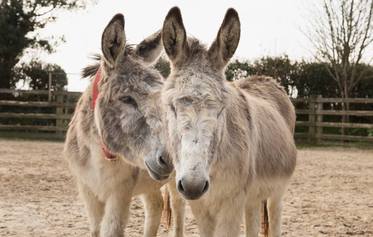 The Donkey Sanctuary, Sidmouth