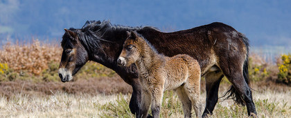 Exmoor