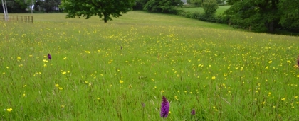 Burrow Farm Gardens