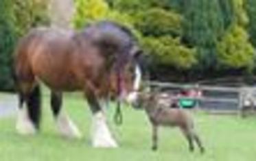 Minature Pony Centre