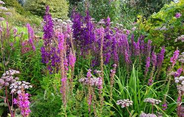 Burrow Farm Gardens