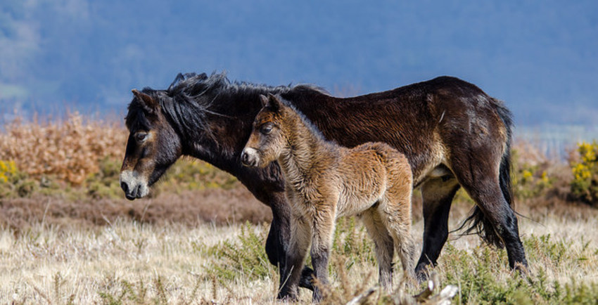 Exmoor Holiday Cottages and B&B