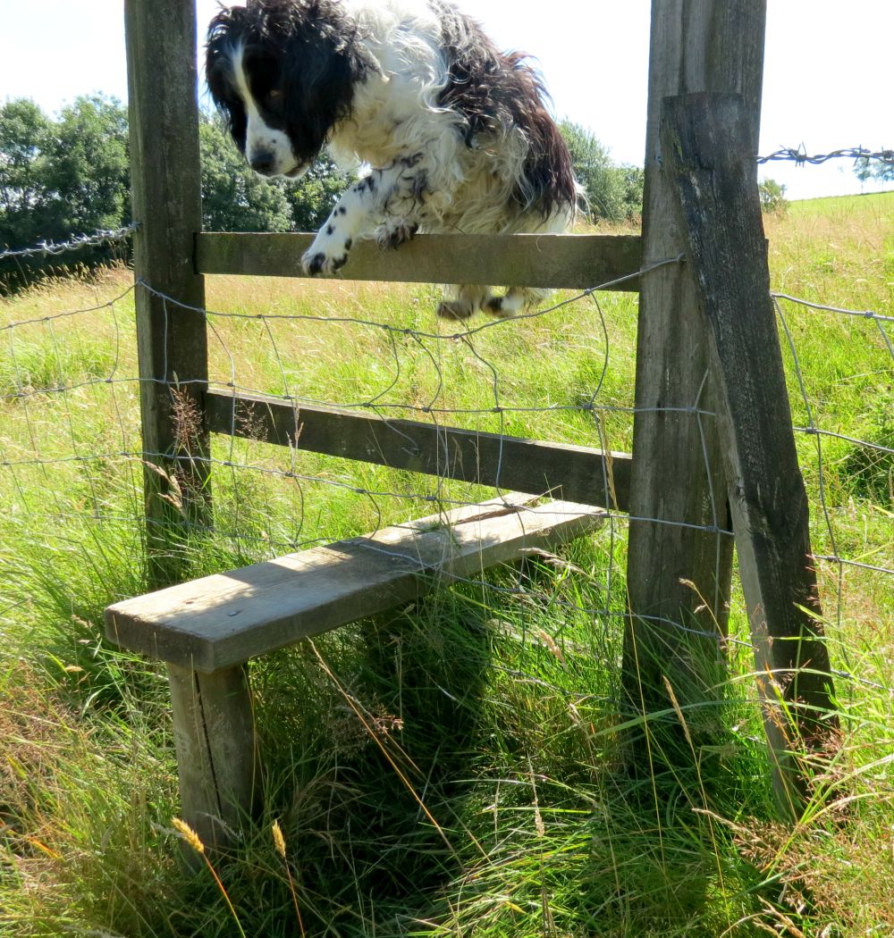 Devon farms - Jessie jumping small