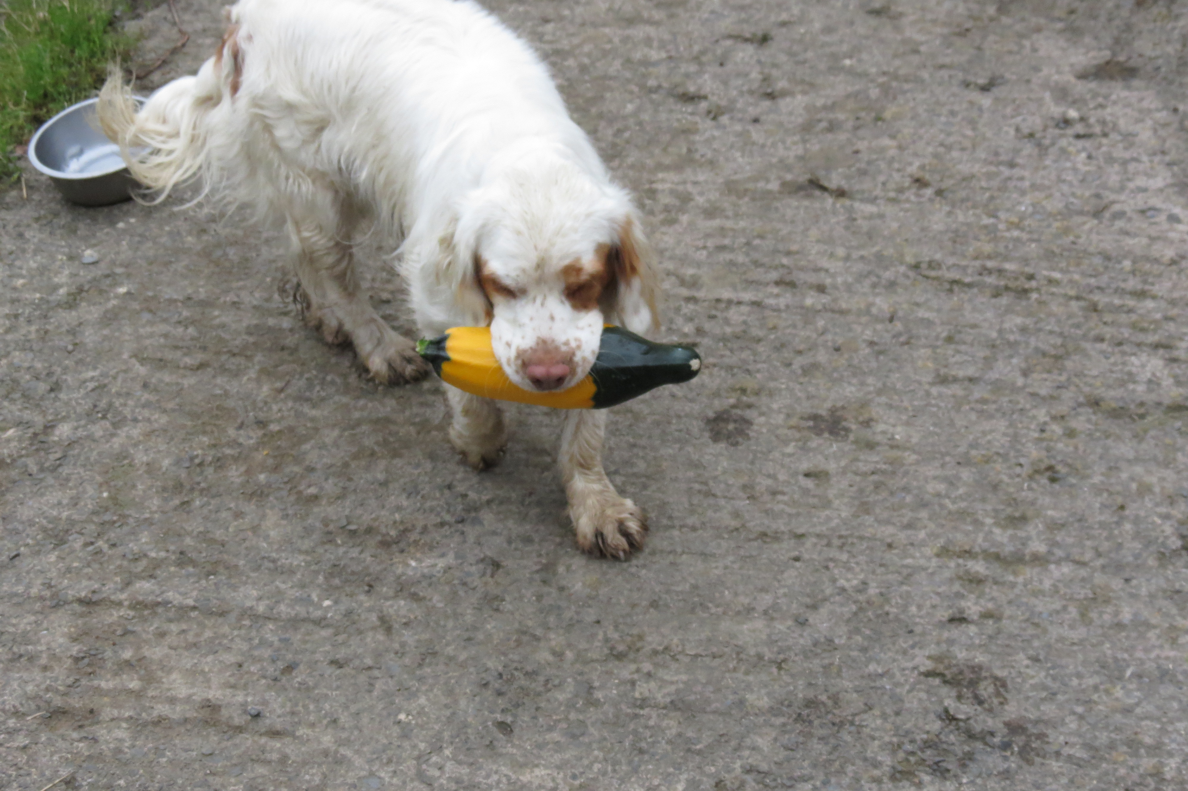 puppy farm near me farm stories bones farms puppy farm near me farm stories bones farms