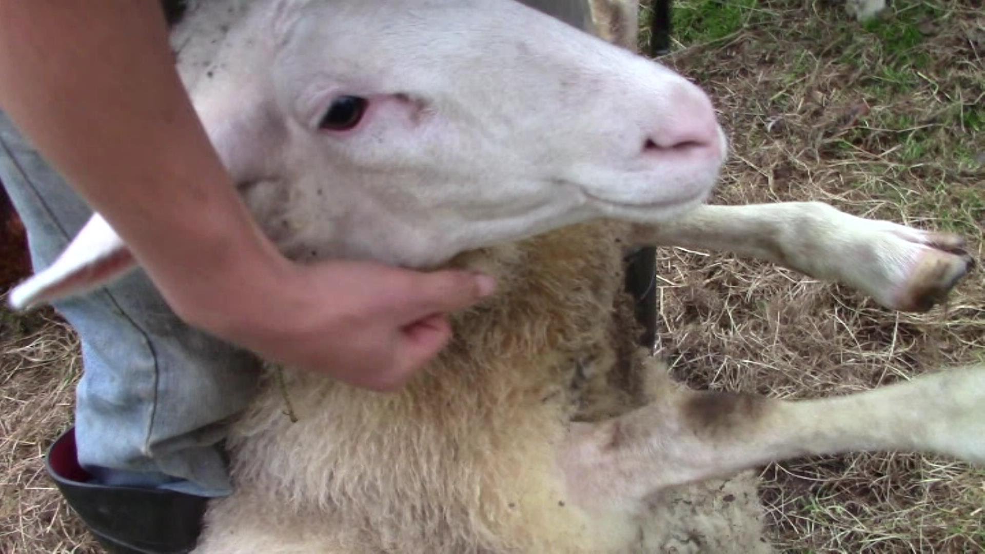 Can You Use Sheep Shears On Dogs Can You Use Sheep Shears On Dogs