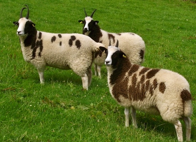 Jacob ewes