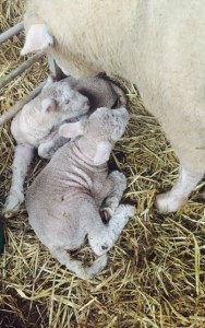 Poll dorset lambs -West Middlewick