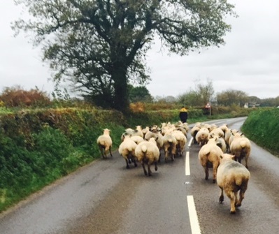 Walking the sheep home - West Middlewick