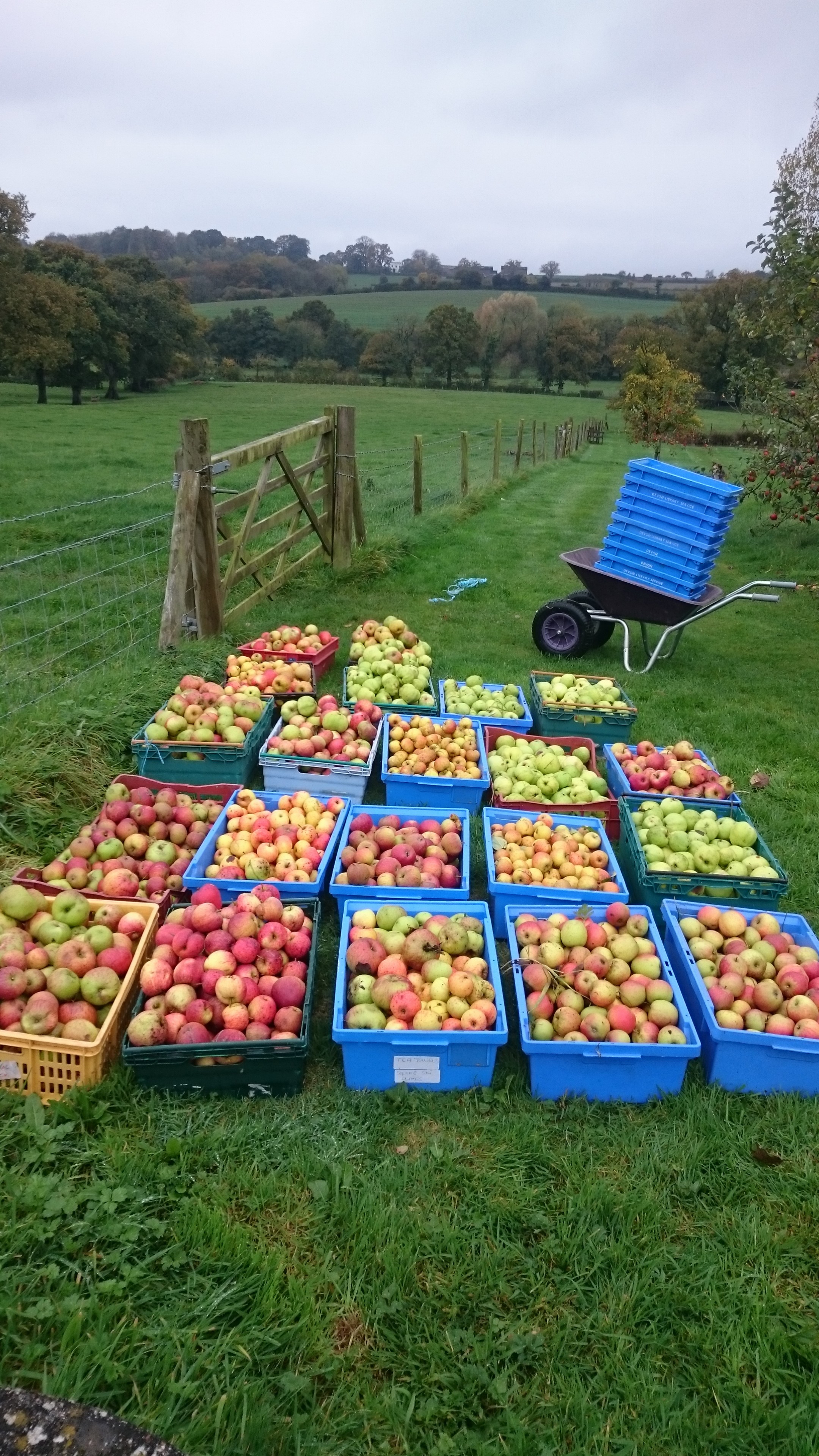 Yellingham apples