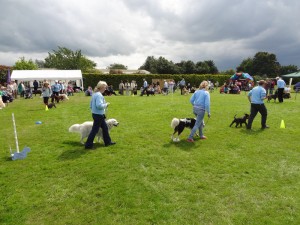 Dog-Show-judge