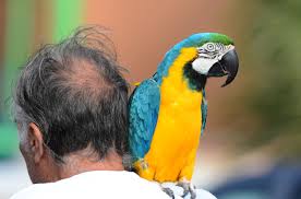 Parrot on shoulder