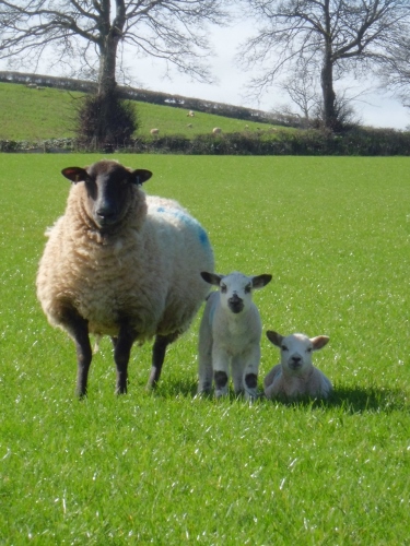 Ewe and lambs in field