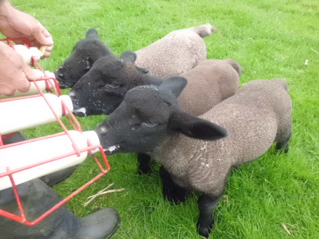 Lambs topping up