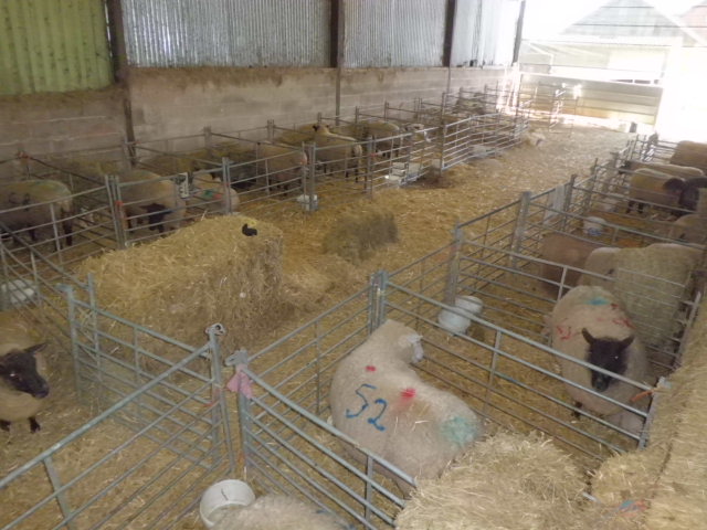 Sheep shed