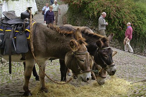 clovelly-donkeys