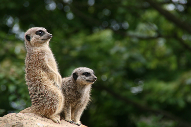 Crealy meerkats