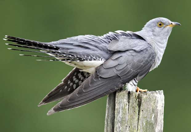 cuckoo (1)