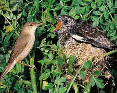 cuckoo fledgling