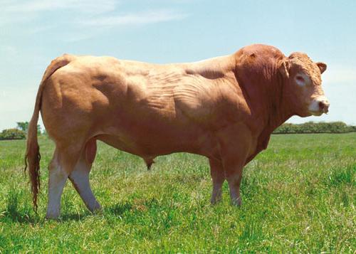 Blonde aquitane bull