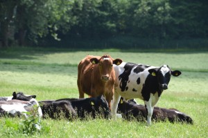 Cattle at Hele Payne