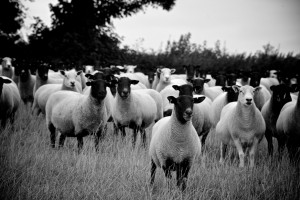 Ewes at Hele Payne