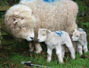 Exmoor Horn sheep