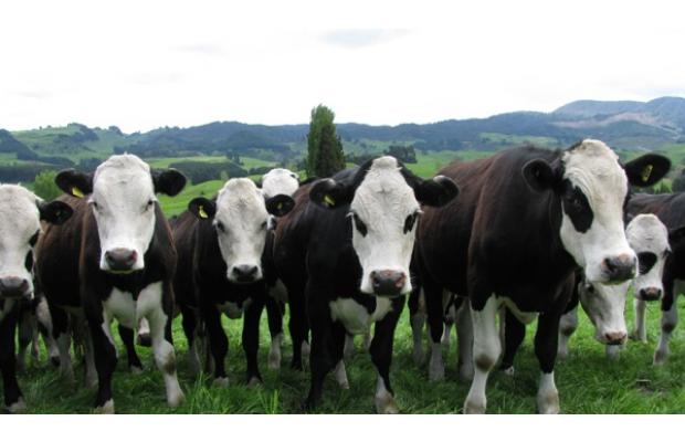 Hereford Friesian cross