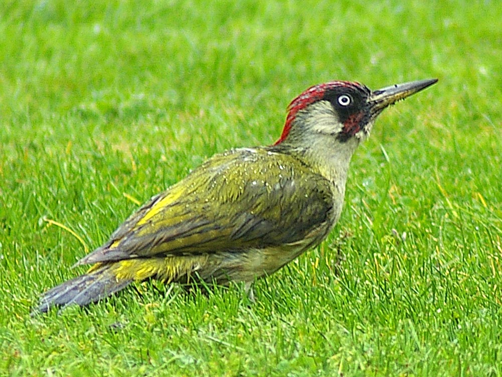 Woodpecker