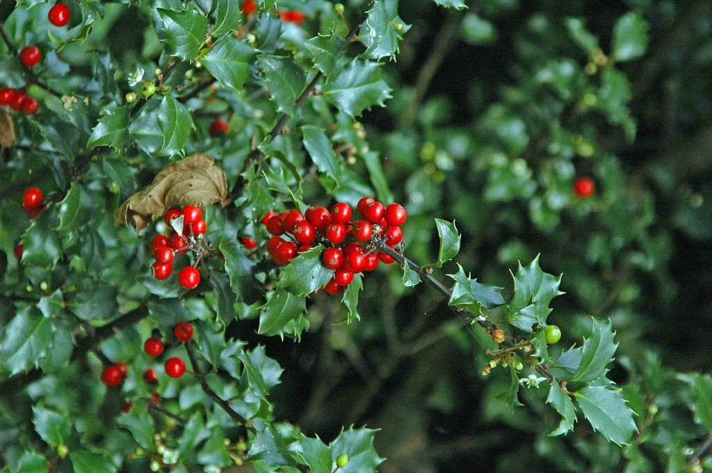 holly-shrub